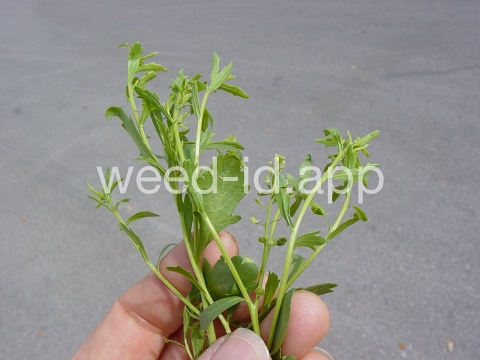 pepperweed, sand